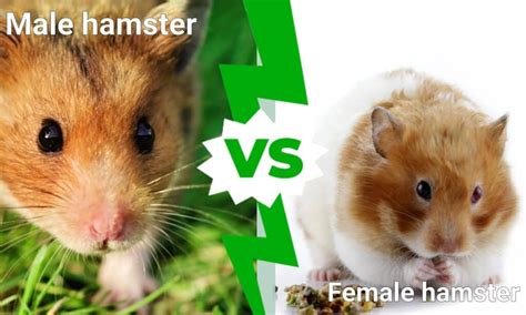 Male VS Female Hamsters: How To Spot The Differences